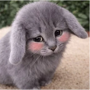 Котозаяц — стикер для MAX