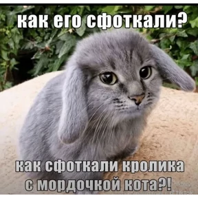 Котозаяц — стикер для MAX