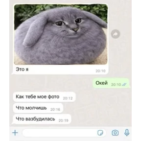 Котозаяц — стикер для MAX