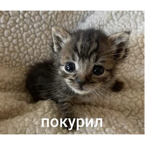 Стикер 80 из набора Нормальные стикеры в MAX