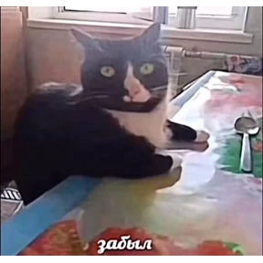 Стикер 14 из набора Котике