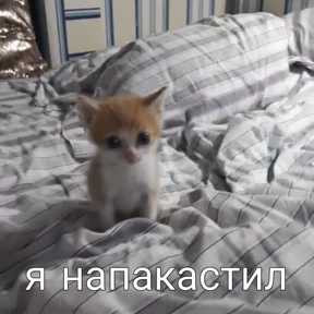 Стикер 15 из набора Котике