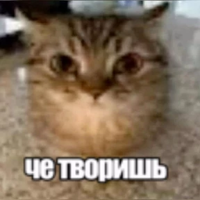 Стикер 16 из набора Котике