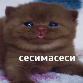 Стикер 20 из набора Котике