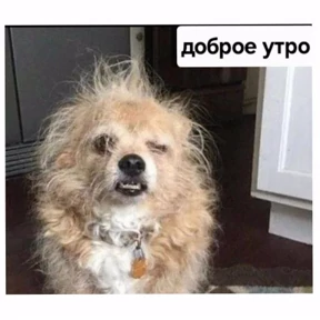 Стикер 37 из набора Как_же_я_зaeбaлся
