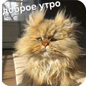 Стикер 38 из набора Как_же_я_зaeбaлся