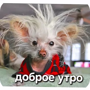 Стикер 48 из набора Как_же_я_зaeбaлся