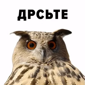 Стикер 24 из набора avotamloda2