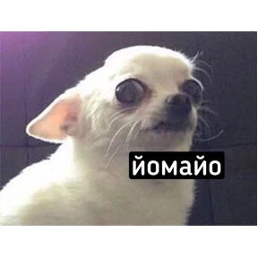 Стикер 25 из набора avotamloda2
