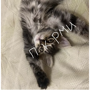Стикер 14 из набора Пу пу пу