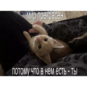 Стикер