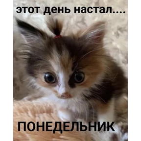 Стикер