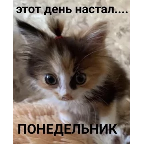 Стикер