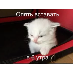 Стикер