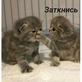 Стикер