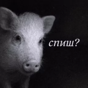 Стикер