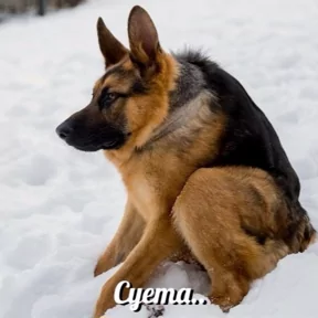 Стикер