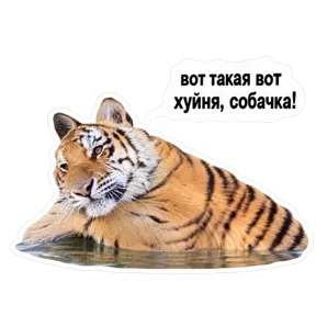 Стикер