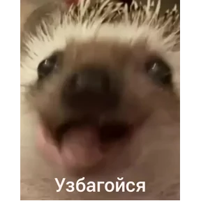 Стикер