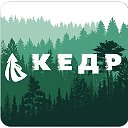 Столешницы кедр