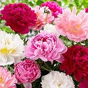 Организатор BellaVina 63pokupki.ru