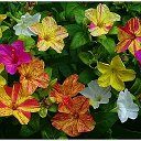 Екатерининский сад.г.Жигулевск🌺