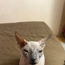 Донской Сфинкс Бастет 🐈‍⬛