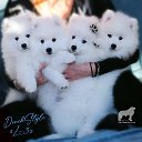Доник Стайл Японский Шпиц и Пиренейская Горнаая Собака Japanesespitz Greatpyr