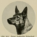 Собаки в прошлом