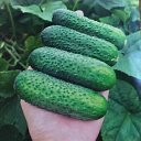 Огород с Дарьей