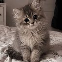 Кошечки милая семья