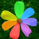Цветик-семицветик