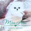 🍃🌸 𝓜𝓸𝓷 𝓐𝓶𝓲 🌸🍃 персидские котята 🍃🌸 купить котенка