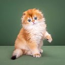 Шотландские котята Питомник FORTUNE LAND