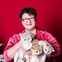 𝐆𝐨𝐥𝐝𝐞𝐧 𝐋𝐮𝐜𝐤 😸Британские котята