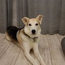 Мой пёс Рекс и его друзья