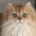 Котострана ALIVE