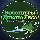 Волонтёры🦔«Дикого Леса»🐇