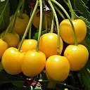 РАСТИШКИ-лайф® (Саженцы растений, Лен.обл.)