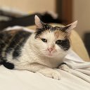 Марта и котосемья с парковки Солнцево