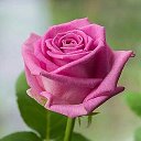 Мои любимые цветы