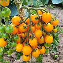 Дачные соседи | Сад | Огород🍒🌼🥬