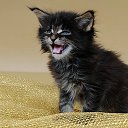 💗КОТ ВСЕМУ ГОЛОВА!))💗