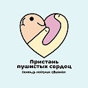 Пристань пушистых сердец: помощь морским свинкам