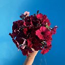 АЛЕНЬКИЙ ЦВЕТОЧЕК