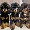 Пудель фантом. Щенки.