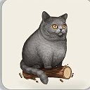 Кот. ru
