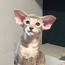 Королевство Ориентальных кошек