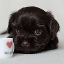 Шоколадный йорк. Щенки.