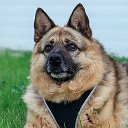 ZOOHELP_DOGS ПРИЮТ Пушистый Друг ТиНАО, бывший Кожуховский